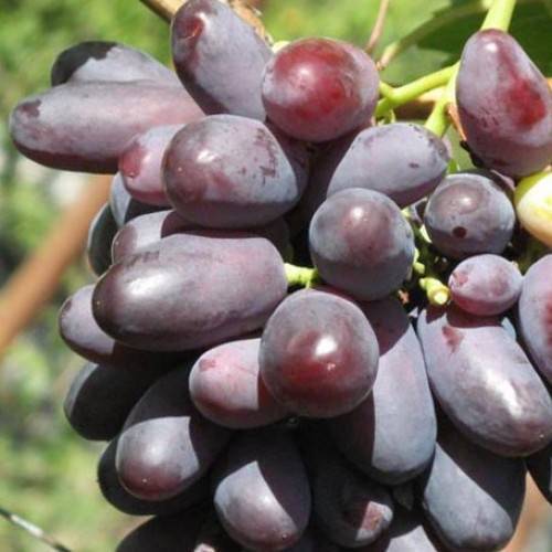 Виноград - изюминка: особенности сорта и выращивание