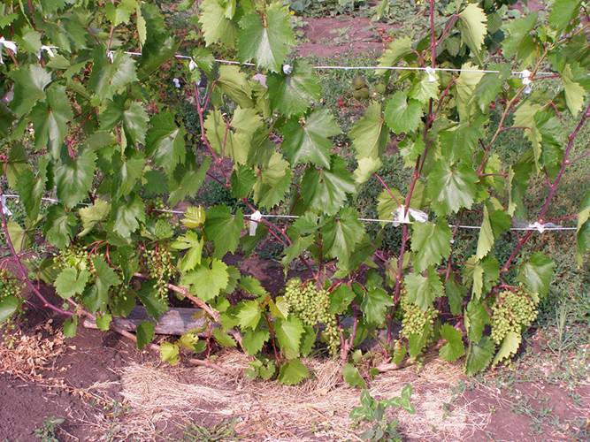 Виноград платовский: описание и характеристика сорта, технология посадки и уход