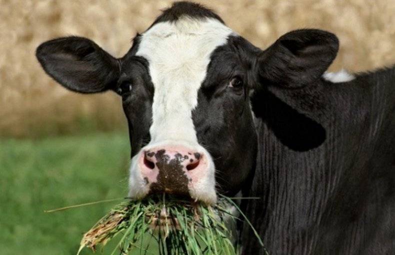 Почему бывает выкидыш у коровы