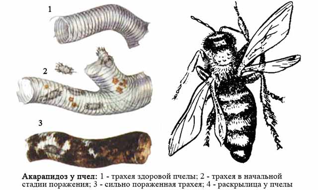 Инструкция по применению препарата «бисанар» для лечения болезней пчёл