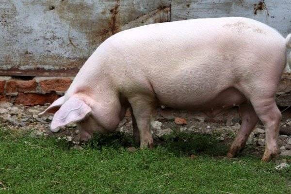 Лучшие свиньи мясной породы с фото: описание, достоинства и недостатки