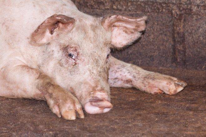 Возбудитель и причины чесотки у свиней, симптомы и методы лечения