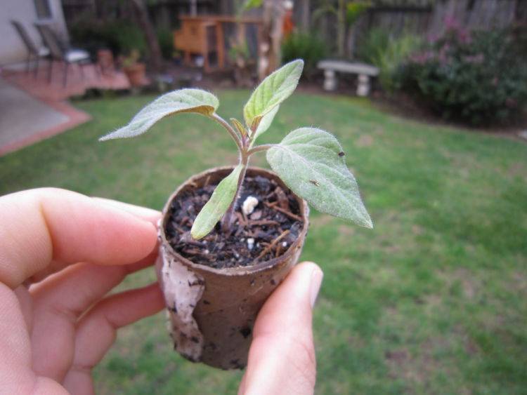 Выращивание персика в домашних условиях из косточки