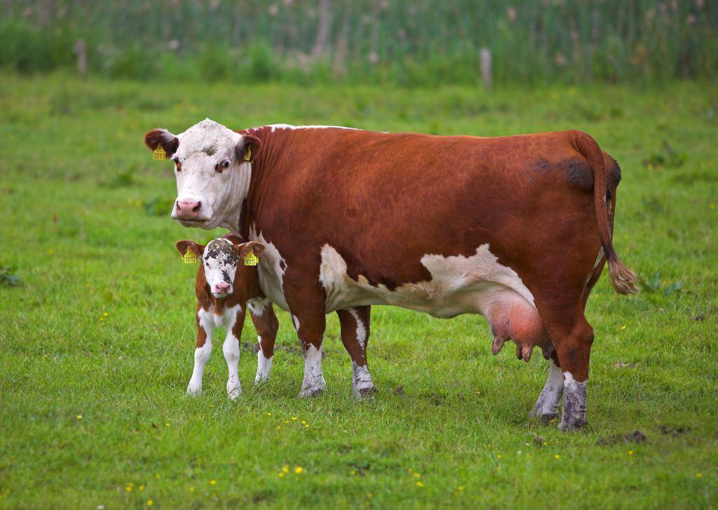 Выпадение матки у коровы лечение