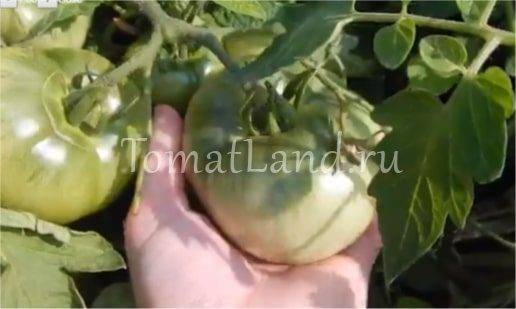 Сорт томата лабрадор
