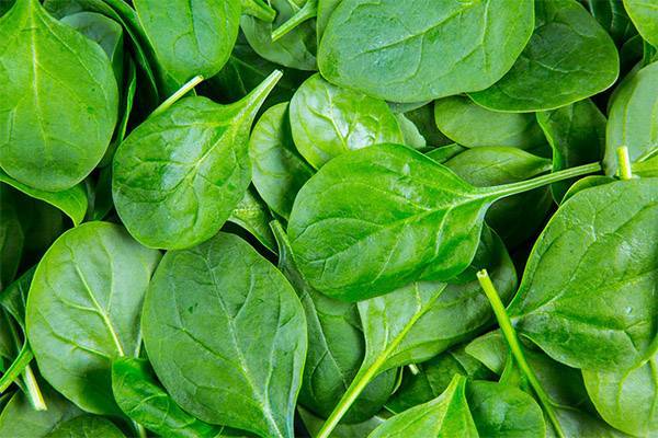 17 полезных свойств шпината для здоровья и его противопоказания