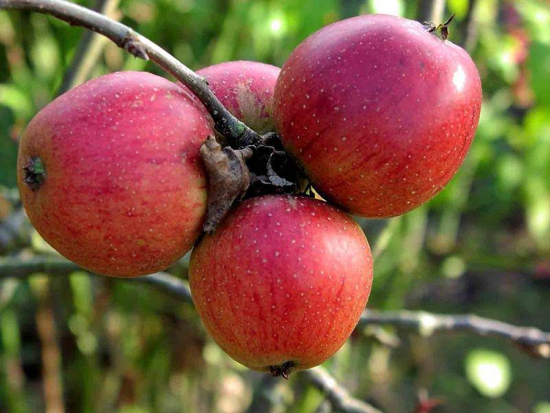 Зимняя яблоня беркутовское