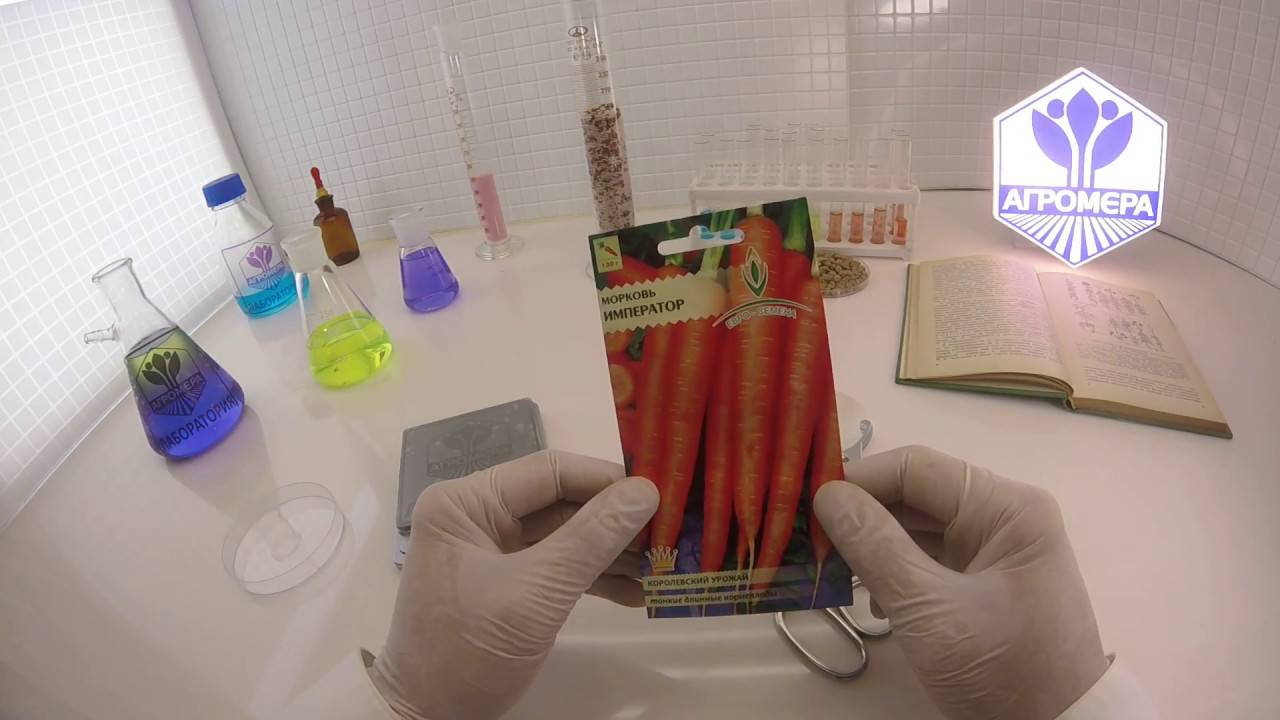 Сорт моркови санькина любовь: характеристика и особенности выращивания