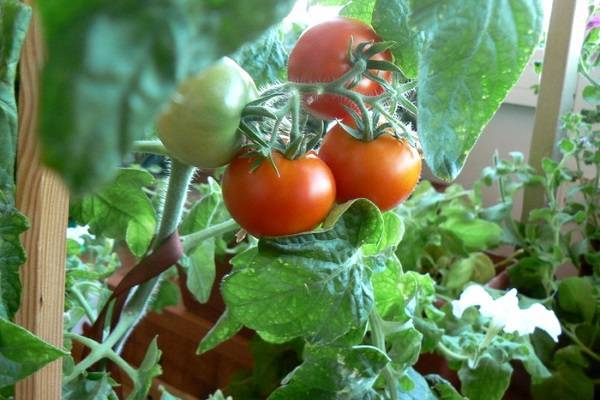 Томат «черри ира» f1: описание сорта, фото, особенности посадки и ухода за помидором