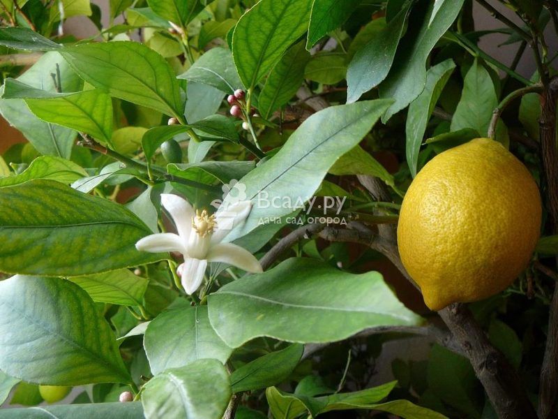 Лимон павловский уход в домашних условиях — ягоды грибы