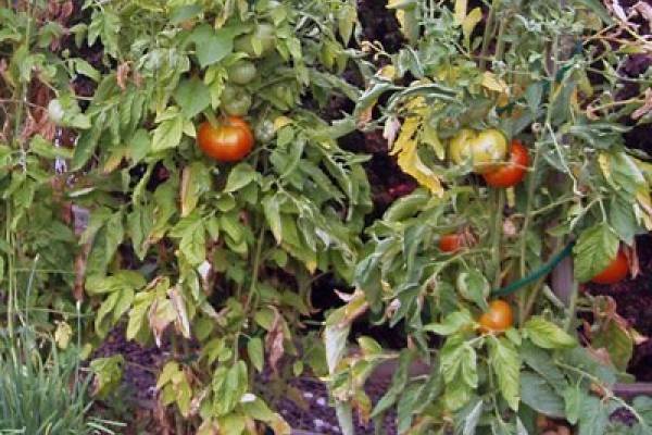 Почему желтеет рассада томатов: основные причины и способы лечения