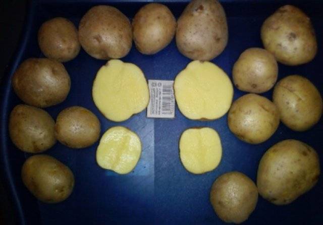 Сверхранний немецкий картофель «венета» описание сорта, характеристики, фото