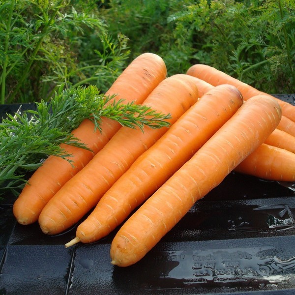 Лучшие сорта моркови для хранения на зиму - выбираем с умом!