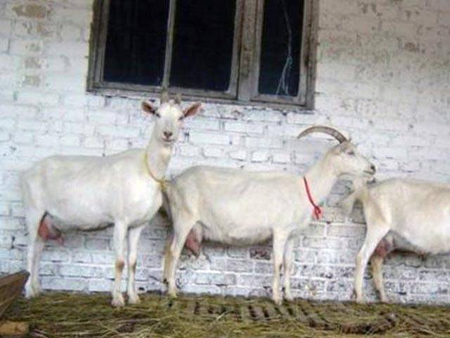 Молочные породы коз без запаха: как выбрать, описание пород