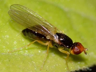 Ростковая муха: описание и методы борьбы с вредителем