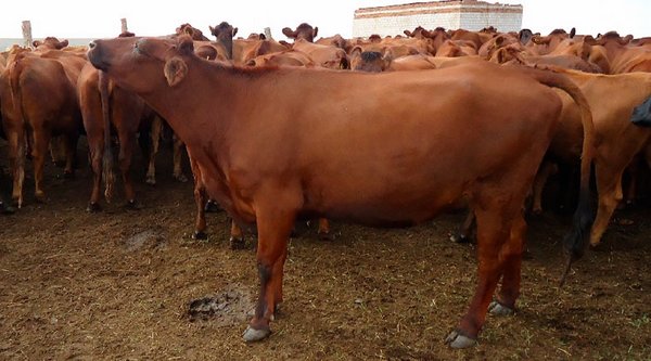 Красная степная корова - характеристика молочного крс 2020