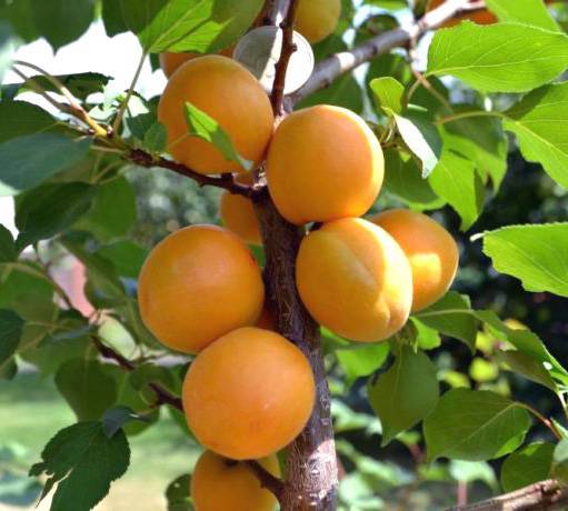 Характеристика абрикоса сорта лель. отзывы садоводов о плодовом дереве