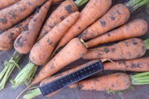 Характеристика моркови сорта абако