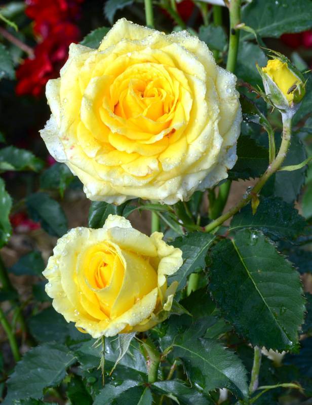 Чайно-гибридная роза флорибунда сорта Hocus Pocus (Фокус Покус)