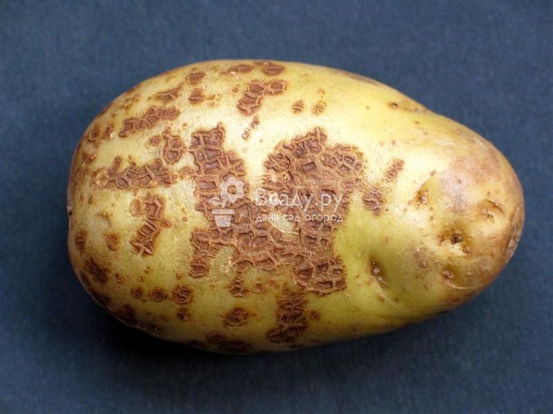 Картофель: болезни клубней + фото