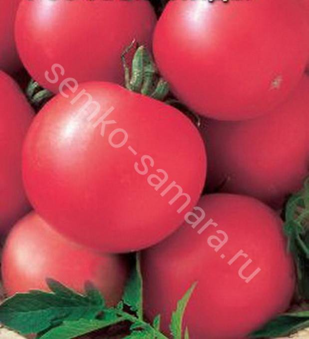 Описание сортов томатов для открытого грунта
