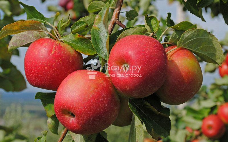 Яблоня семеренко — описание сорта