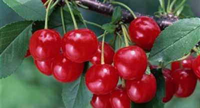 Описание сорта вишни уральская черешенка, регионы для выращивания, посадка и уход