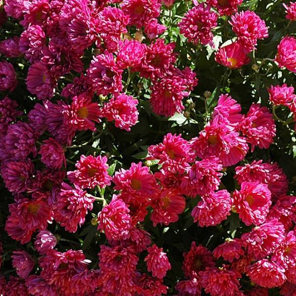 Хризантема садовая многолетняя: сорта, посадка и уход