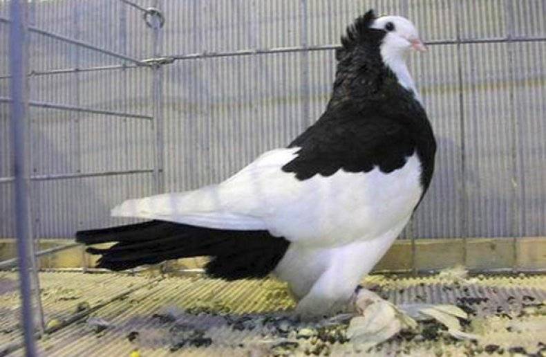 Николаевске высоколетные голуби: описание, фото, летные качества, разведение