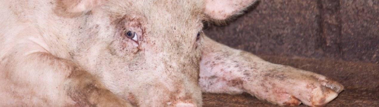 Чем лечить рожу у свиней