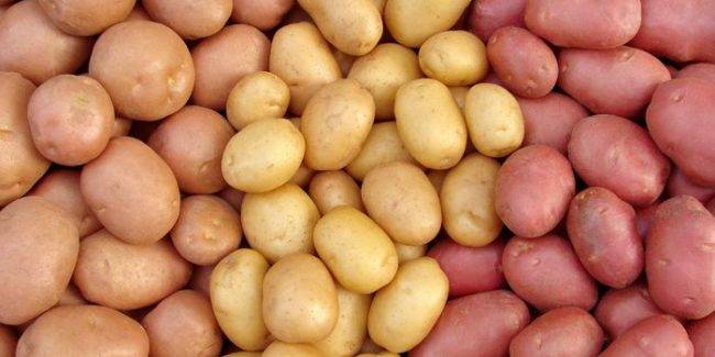 Сорт картофеля Изюминка