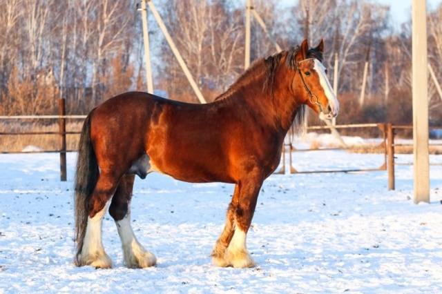 Тяжеловозные породы лошадей: самые сильные кони