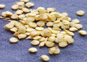 Как подготовить семена баклажан к посадке на рассаду?