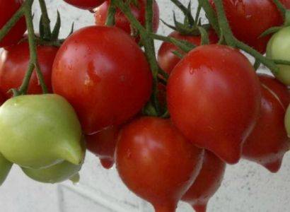 Характеристики сорта томатов буденовка и советы по выращиванию