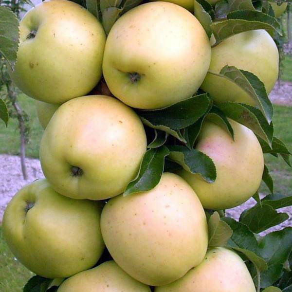 Сортовая колоновидная яблоня арбат