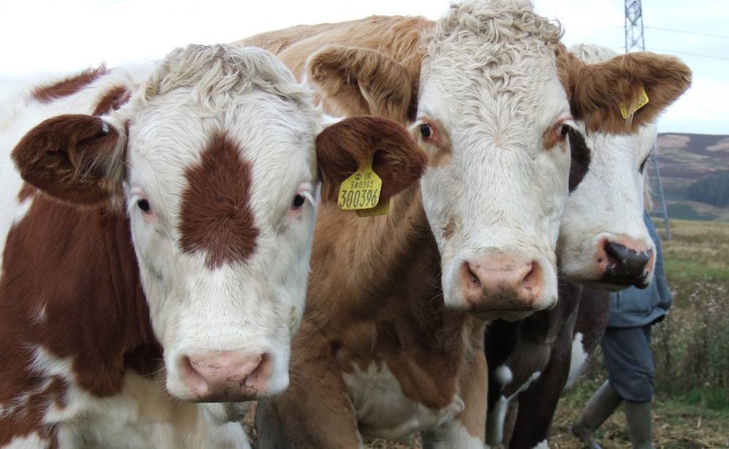 Почему теленок или корова кашляет: что делать и чем лечить