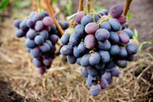 Сорт винограда изюминка - описание, характеристики, фото