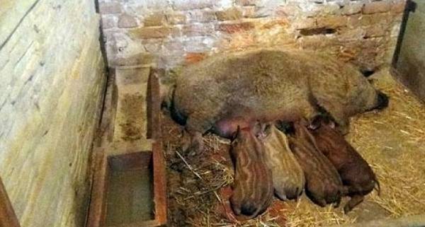 Венгерская мангалица свинья. описание, особенности, уход и цена венгерской мангалицы | животный мир