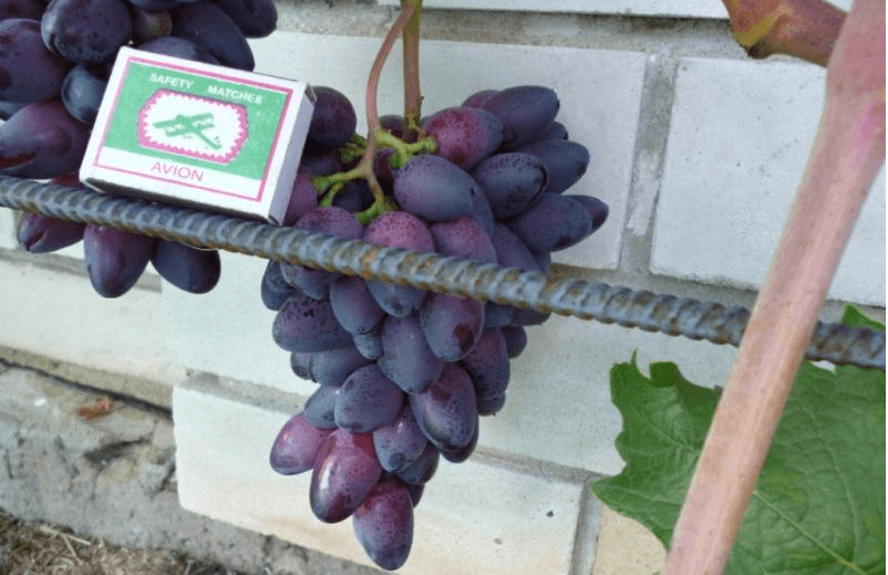 Сорт винограда «красотка», его описание и фото