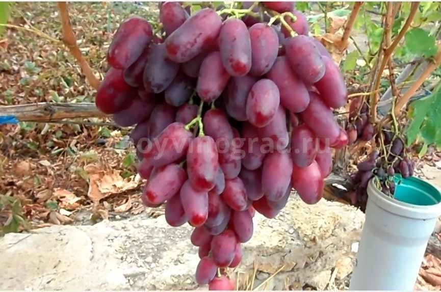 Виноград ризамат — удивительно сладкий и плодовитый сорт