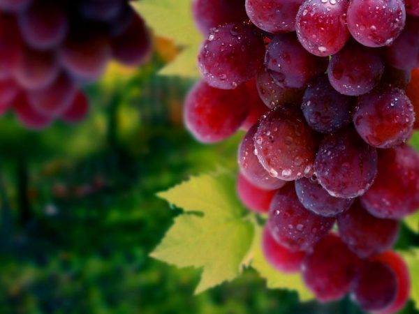 Описание винограда сорта «сенатор»: характеристики, фото, отзывы садоводов