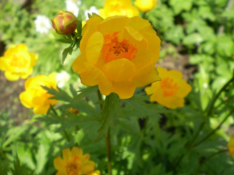 Цветок купальница: фото растения, описание полезных свойств, как выращивать из семян