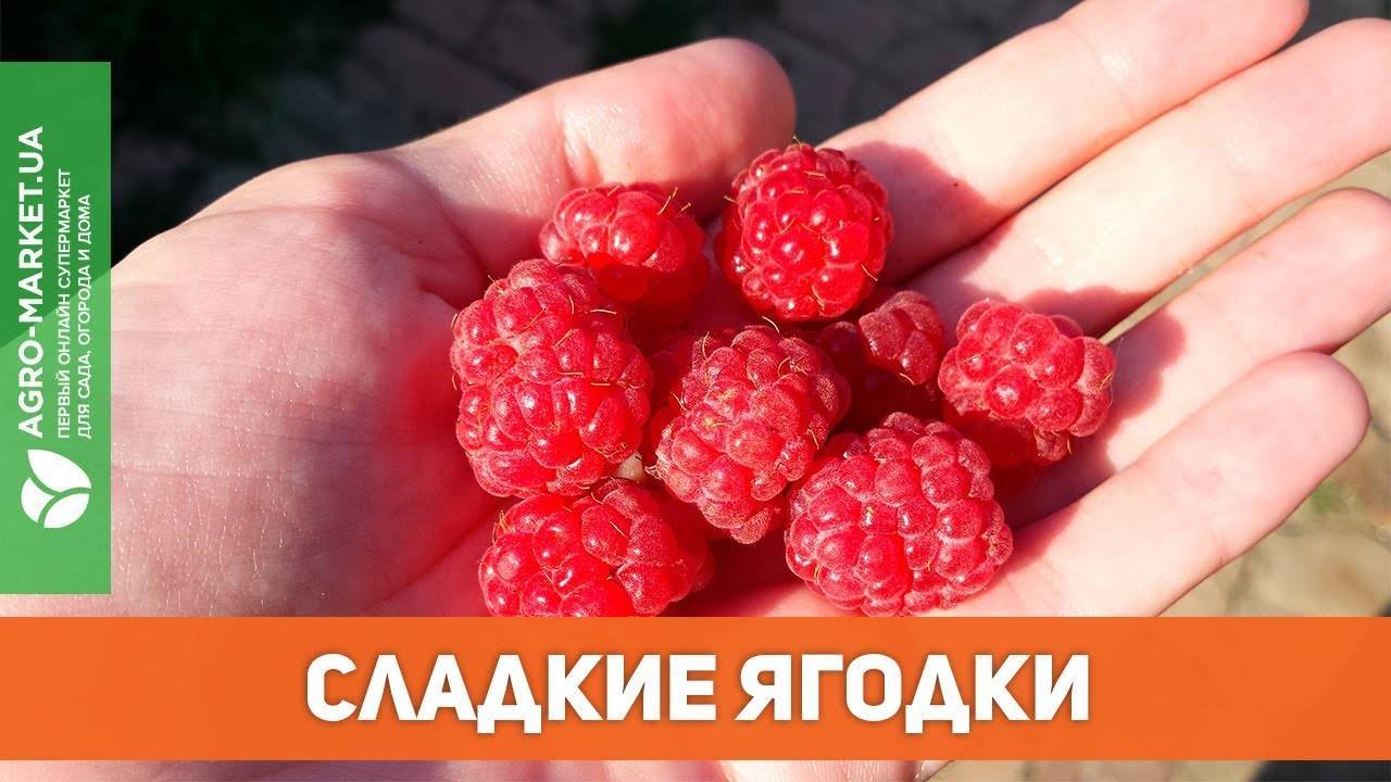 Ремонтантная малина оранжевое чудо – совершенный сорт и гордость российских селекционеров