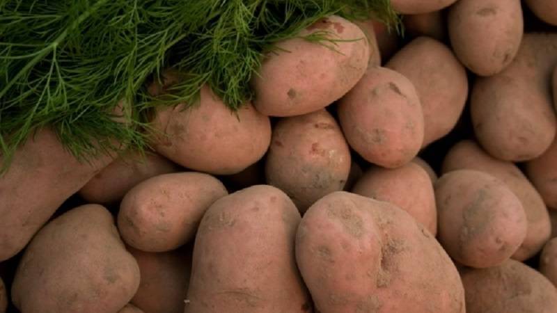 Картофель белорусский – вектор. описание клубней, правила выращивания, минусы, плюсы
