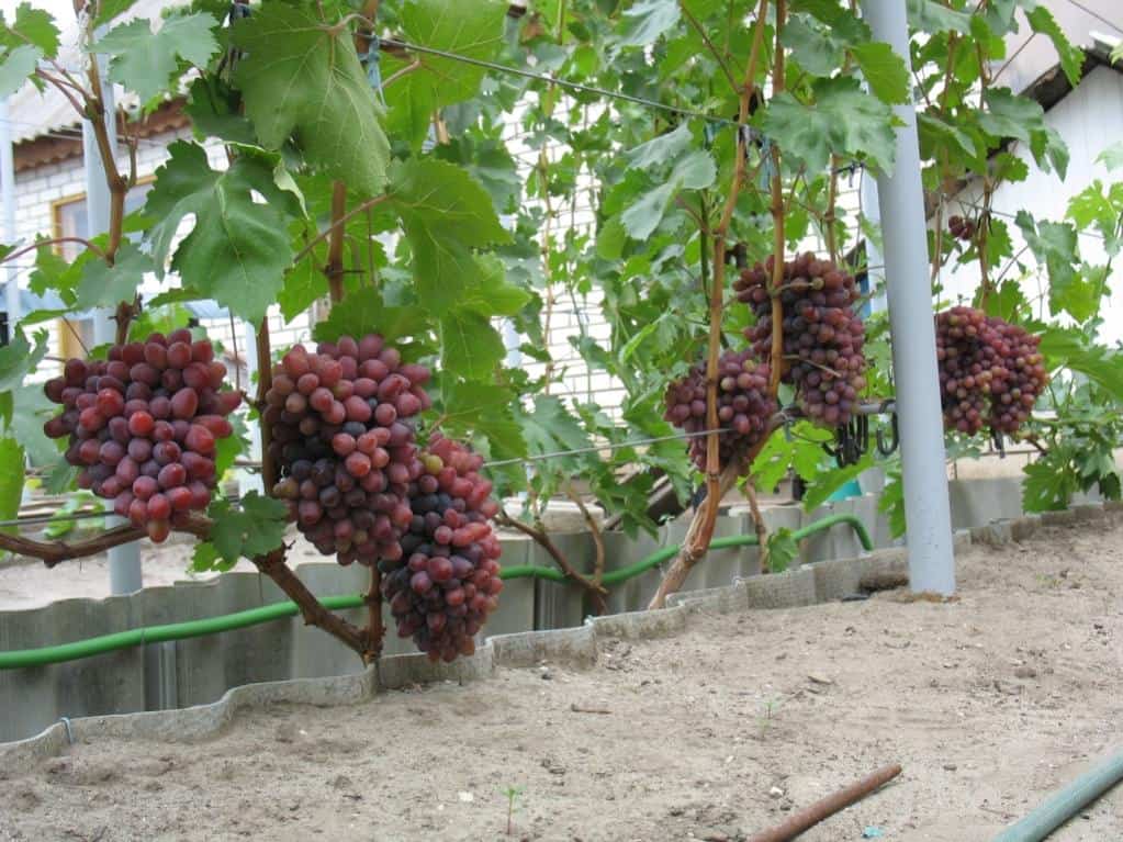 Один из лучших сортов со стабильным урожаем — виноград юбилей новочеркасска