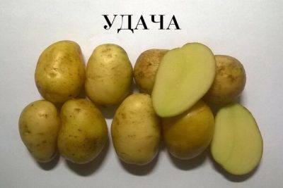 Картофель балтик роуз описание сорта