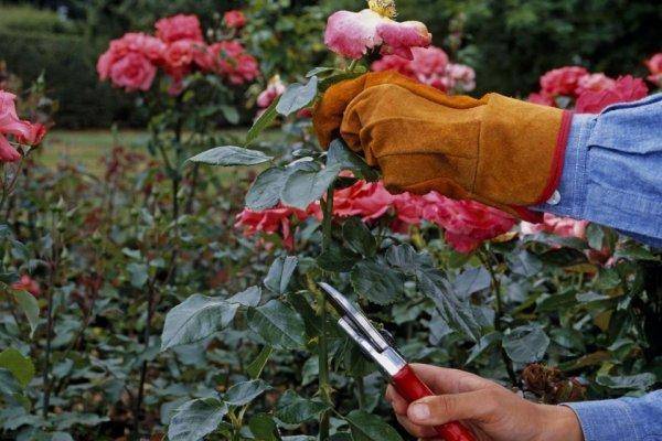 Как правильно ухаживать за розами осенью и подготовить их к зиме