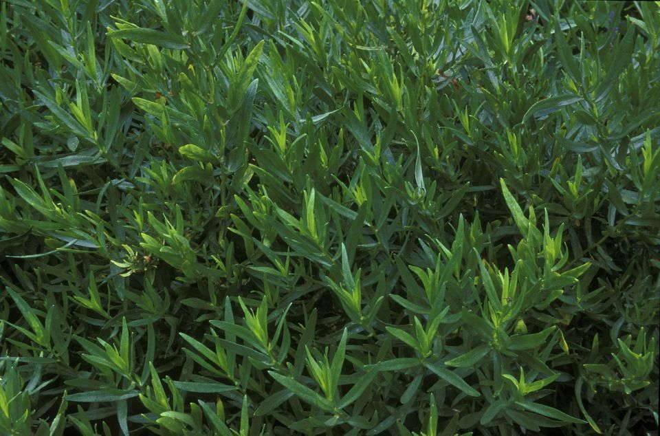 Особенности выращивания тархуна — где посадить на участке и дома, какую выбрать почву?
