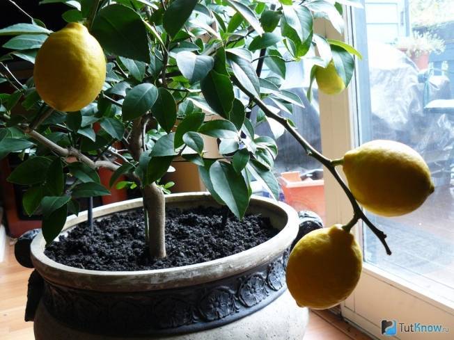Сорта и виды лимонов для домашнего выращивания