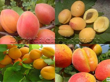 Особенности колоновидных сортов абрикоса
